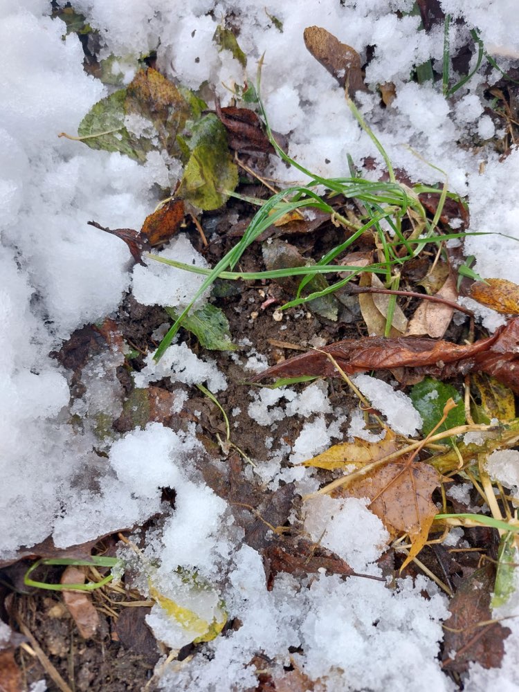 Giftköder-Evtl. Giftköder-Profilbild