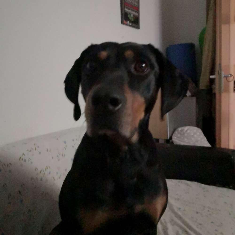 Hundetreffen-Lernen nicht zu bellen wenn andere Hunde kommen. Friemersheim Rheinauen-Profilbild