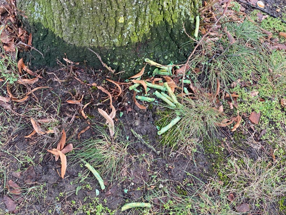 Giftköder-Eventueller Giftköder auf dem Dorfplatz-Profilbild