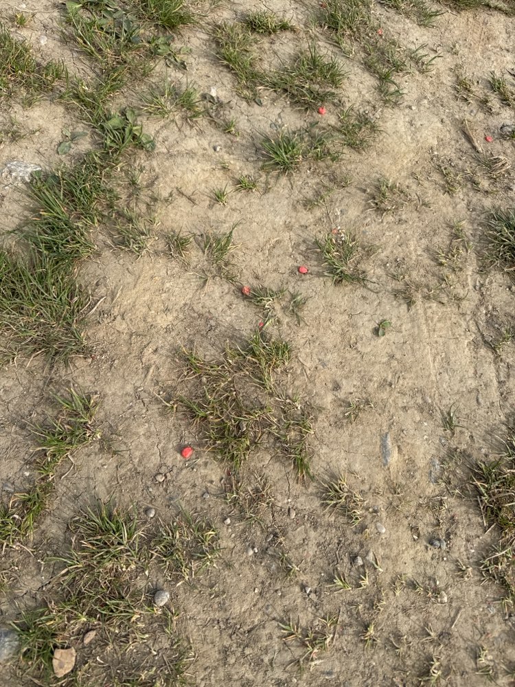 Giftköder-Rattengift oder Beize-Profilbild