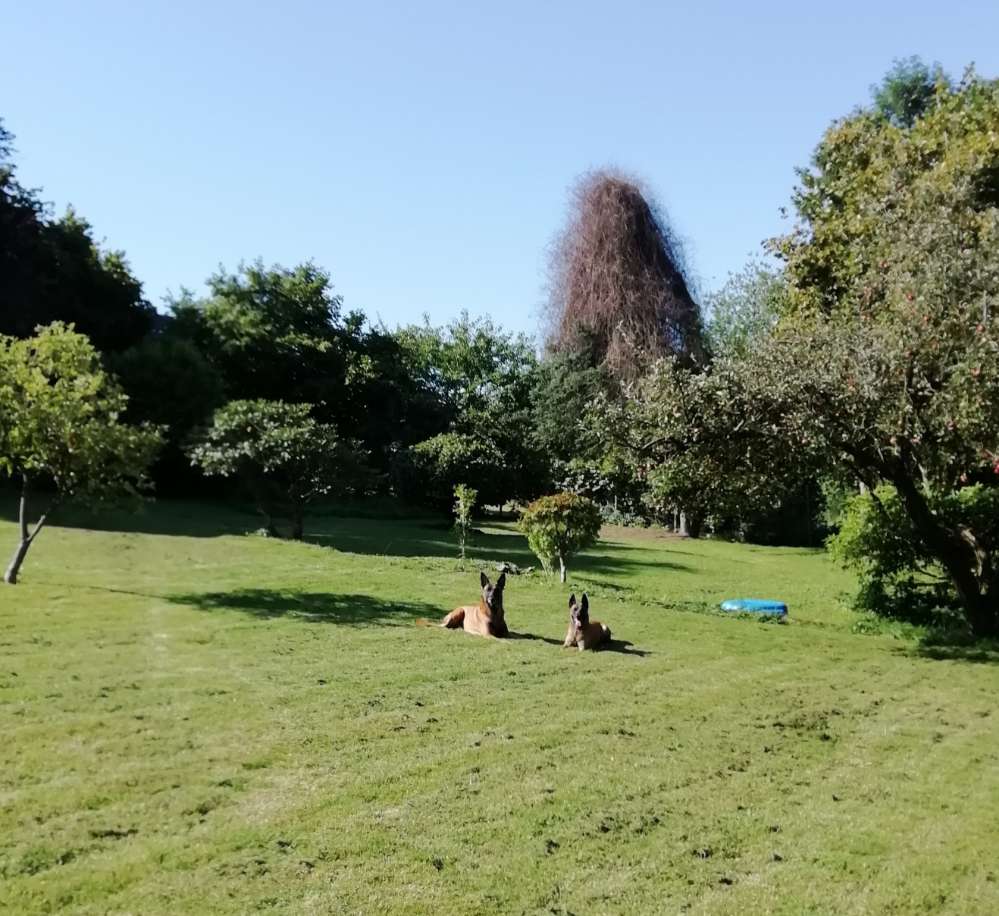 Hundetreffen-Welpen treffen in Witten-Profilbild