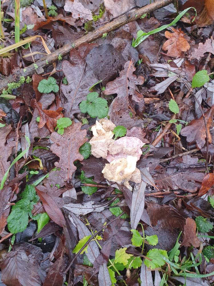 Giftköder-Wurstscheibe + gewolftes Fleisch-Profilbild