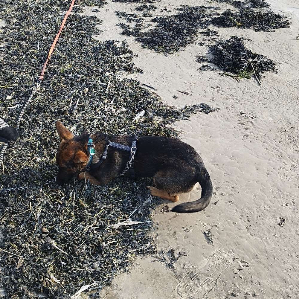 Hundetreffen-Spielen mit Tempo/Gassi gehen zum Kennenlernen-Profilbild