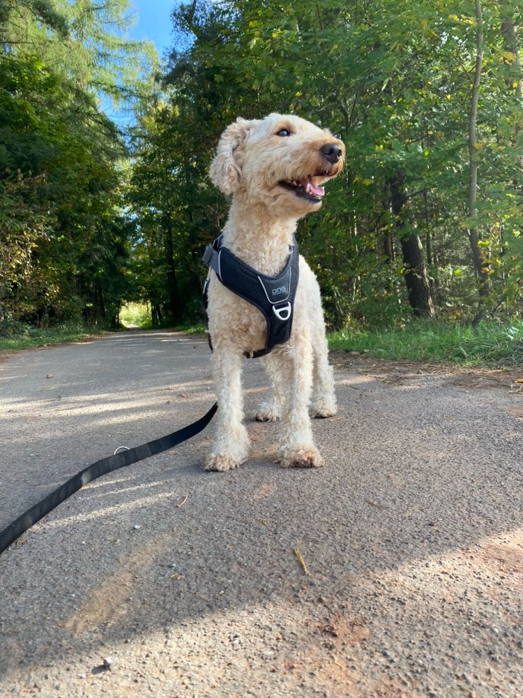 Hundetreffen-Social Walk/Training-Profilbild