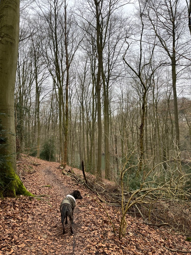Hundetreffen-Social Walk-Profilbild