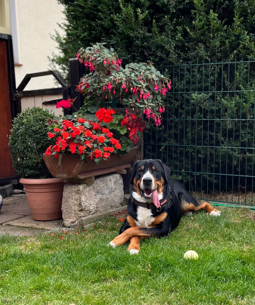 Hundetreffen-Spieltreffen  für große Hunde-Profilbild