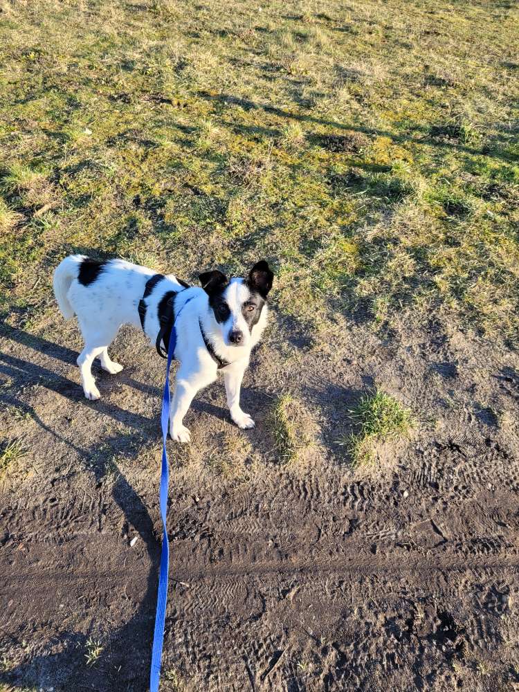 Hundetreffen-Hundefreunde-Profilbild