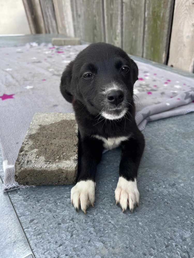 Hundetreffen-Suche Hundemenschen mit Welpen oder jung Hunden ( alle Rassen erwünscht ).-Profilbild