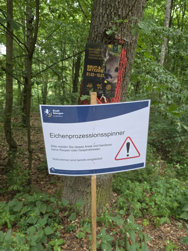 Giftköder-Eichenprozessionsspinner-Profilbild