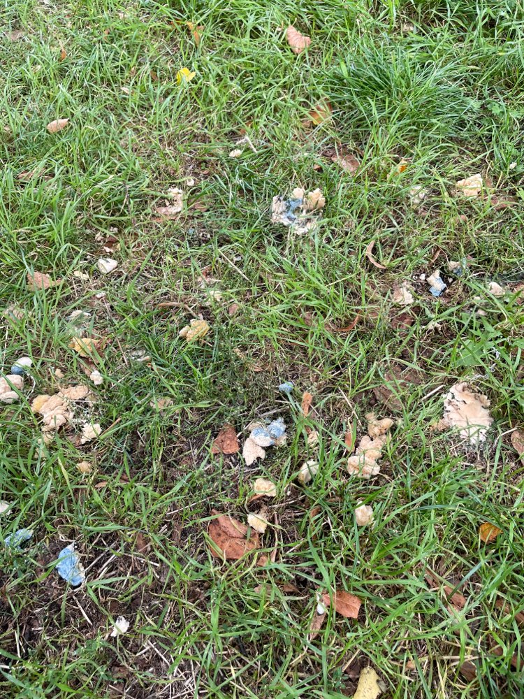 Giftköder-Aufgeweichte Leckerlies mit blauer Farbe-Profilbild