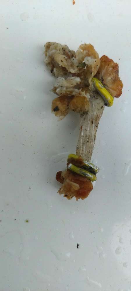 Giftköder-Giftköder mit Fleisch und Draht-Profilbild