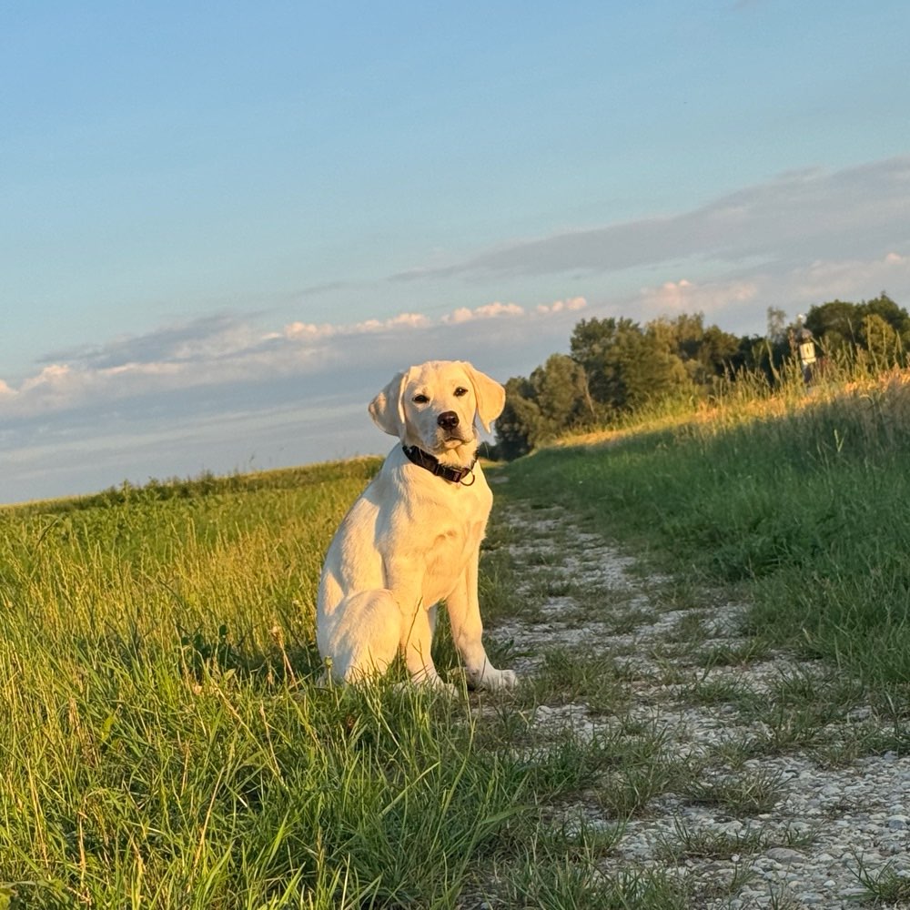 Hundetreffen-Soziale Kontakte für Spiel und Spaß gesucht🐾-Profilbild