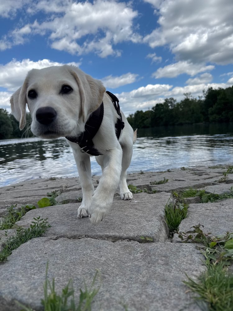 Hundetreffen-Gassirunde + Spielen & Training-Profilbild