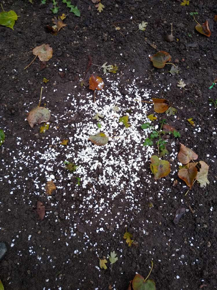 Giftköder-Weißes, verdächtiges Zeug.-Profilbild