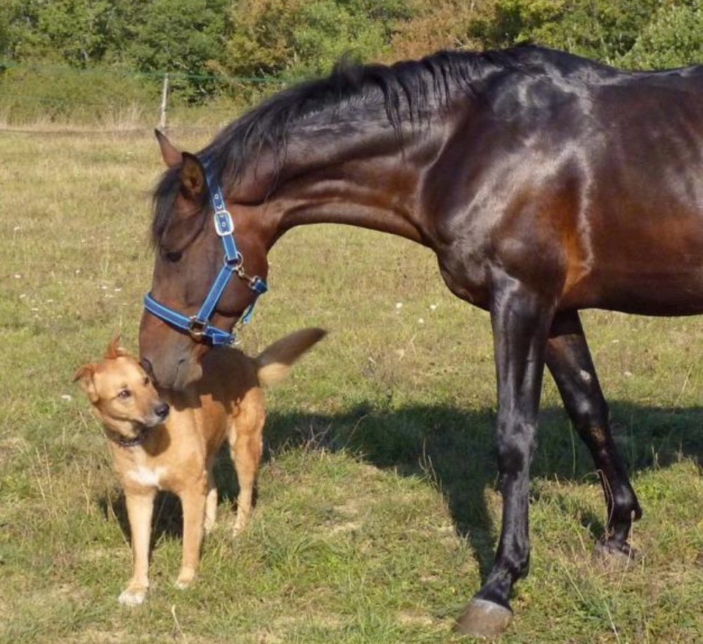Hund und Pferd 🐾🐴 Banner