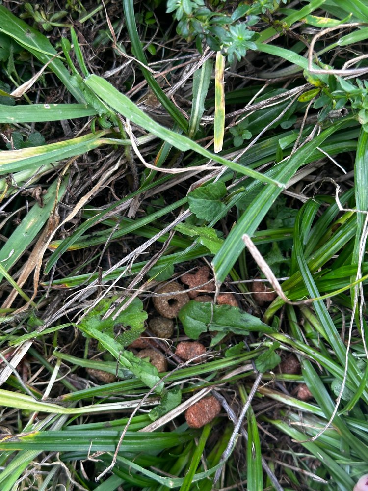 Giftköder-Futter auf der Wiese-Profilbild