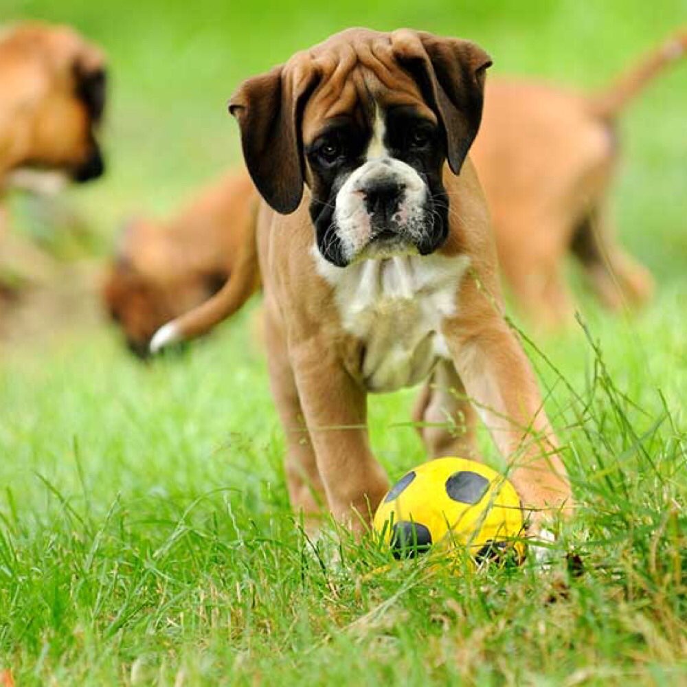 Hundetreffen-Welpentreff in Pankow-Profilbild