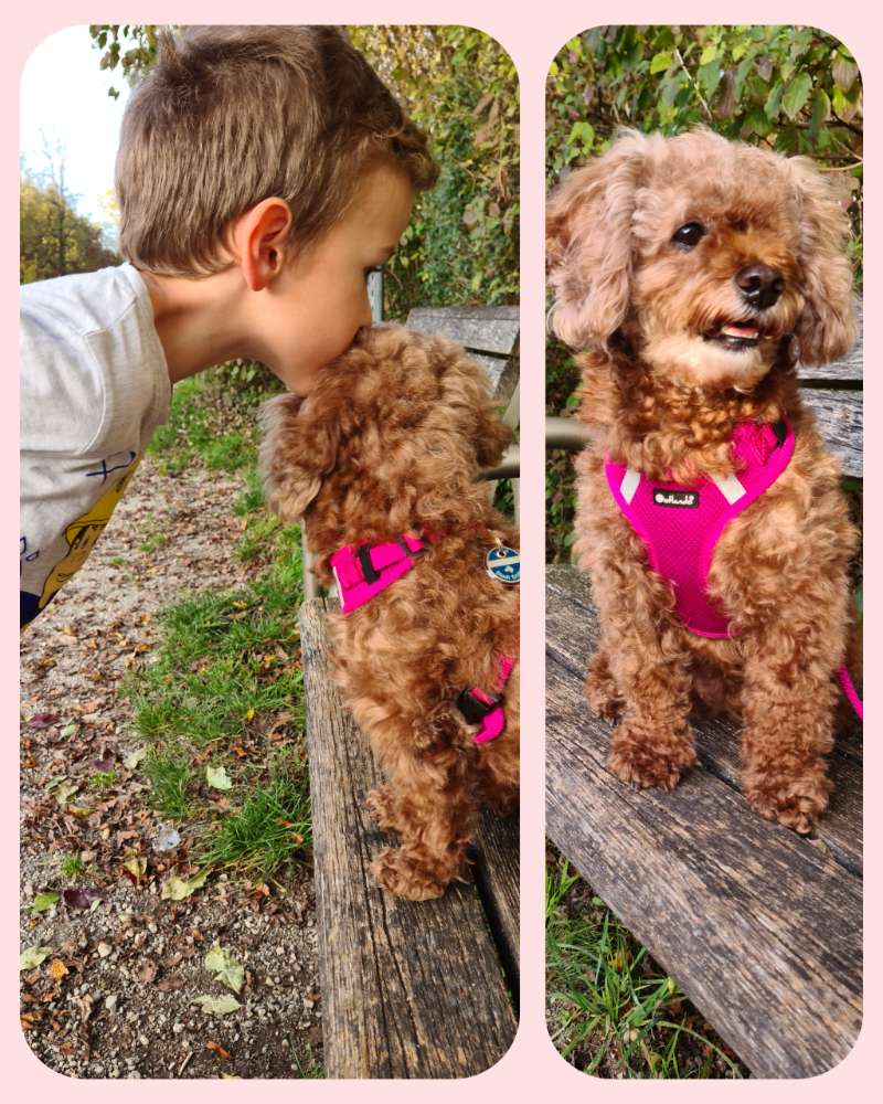 Hundetreffen-Gassi gehen/spielen-Profilbild