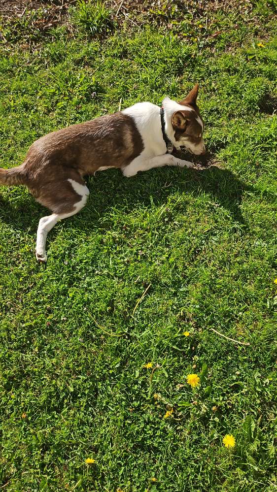 Hundetreffen-Kontaktfreudiger Junghund sucht Spielkameraden-Profilbild