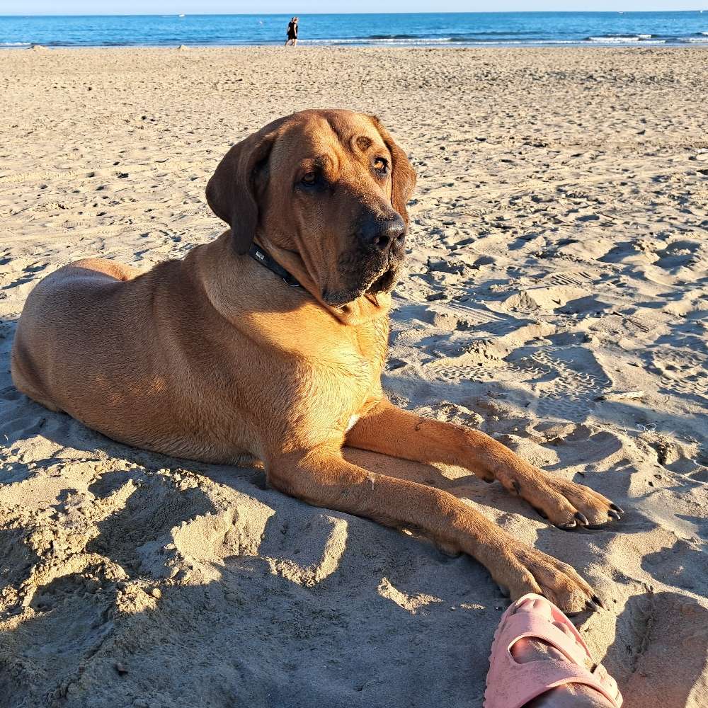 Hundetreffen-Gemeinsames Gassi und Freundschaft-Profilbild