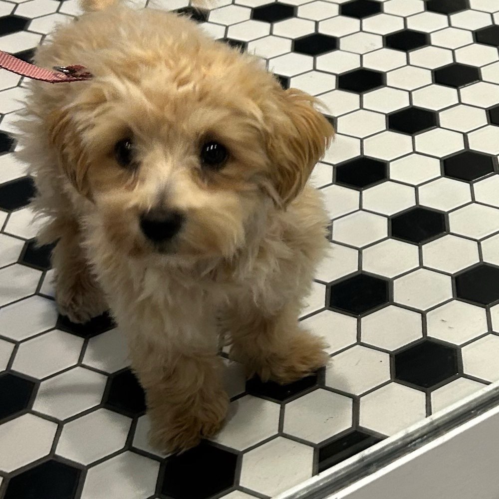 Hundetreffen-Welpentreffen zur langsamen Annäherung-Profilbild