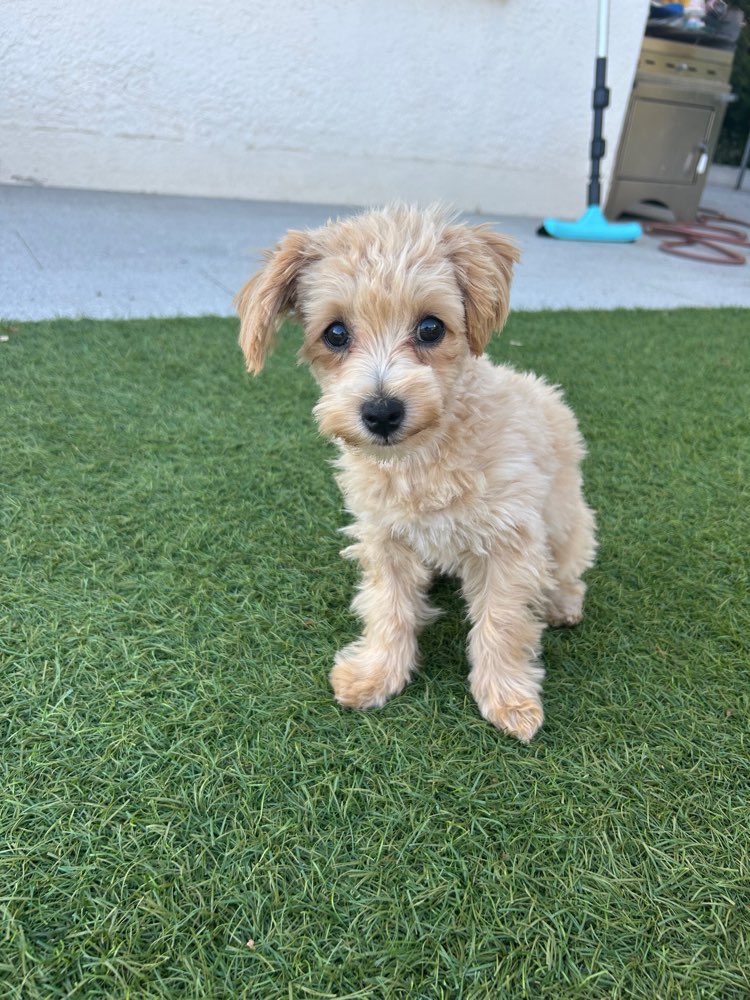 Hundetreffen-Welpentreffen zur langsamen Annäherung-Profilbild