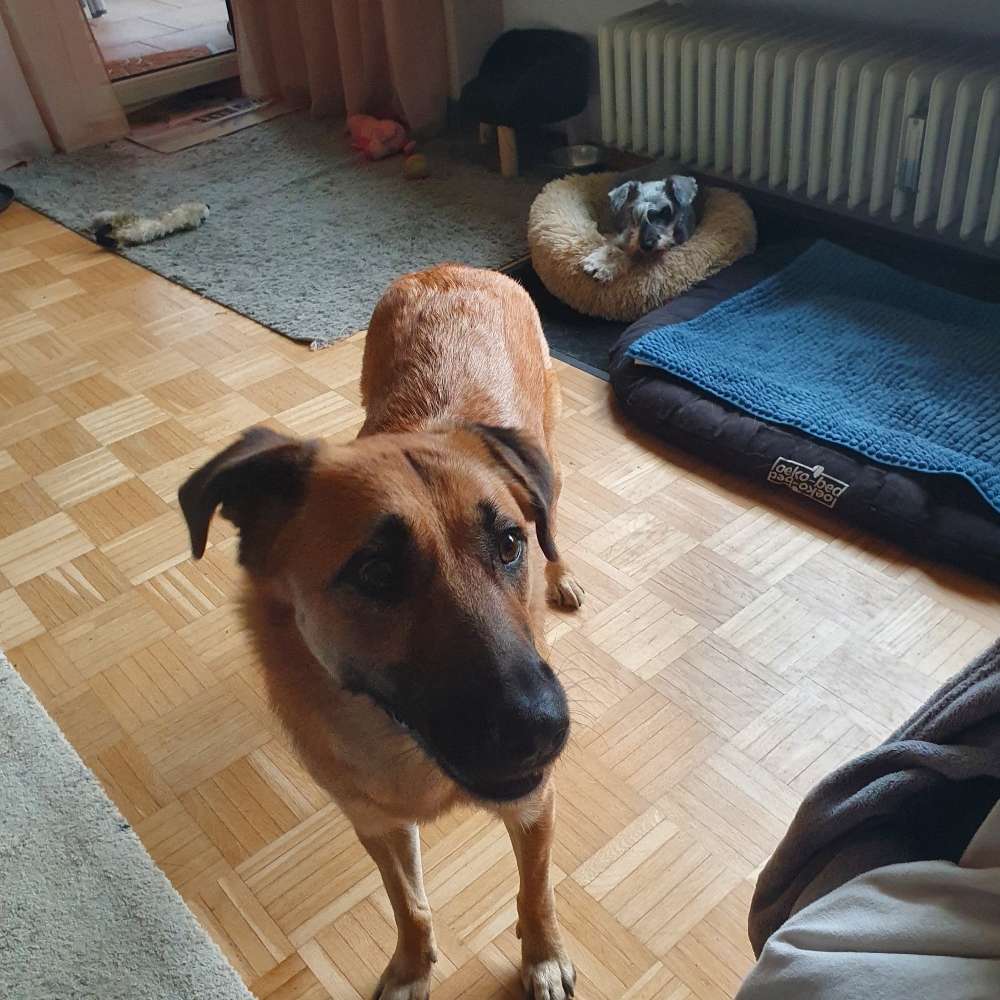 Hundetreffen-Gassirunde-Profilbild