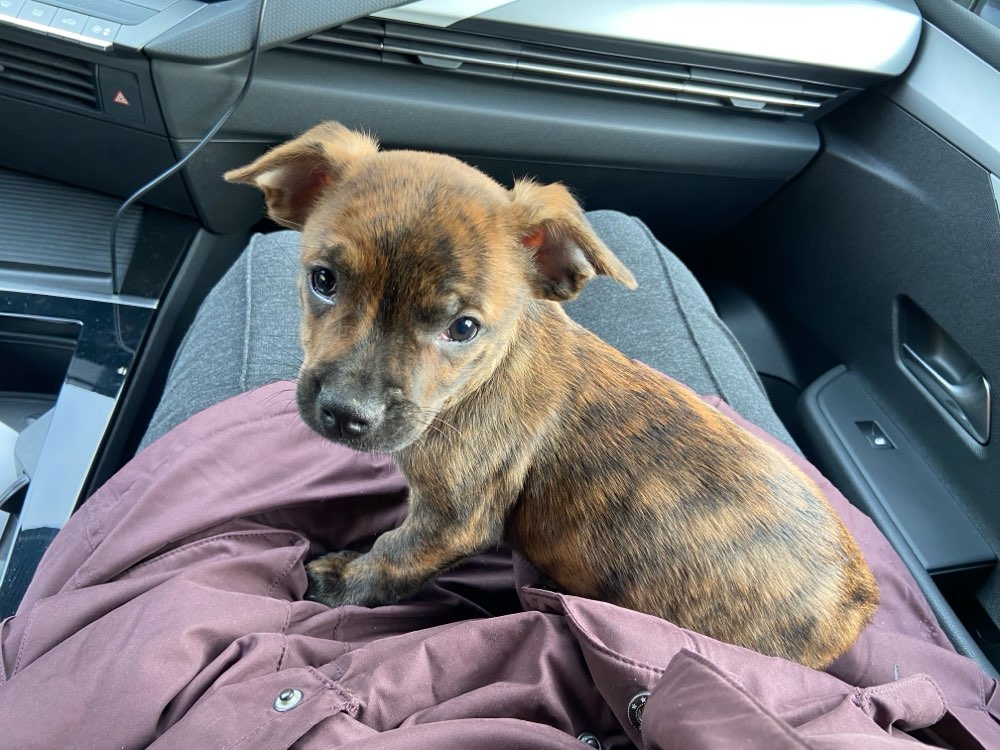 Hundetreffen-Kleinhund Gassi-Treffen-Profilbild