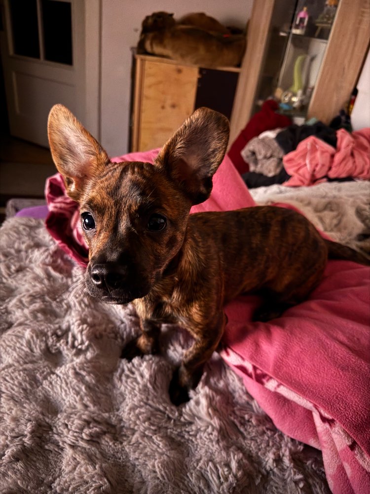 Hundetreffen-Spielkamerad und Gassi Gefährte-Profilbild