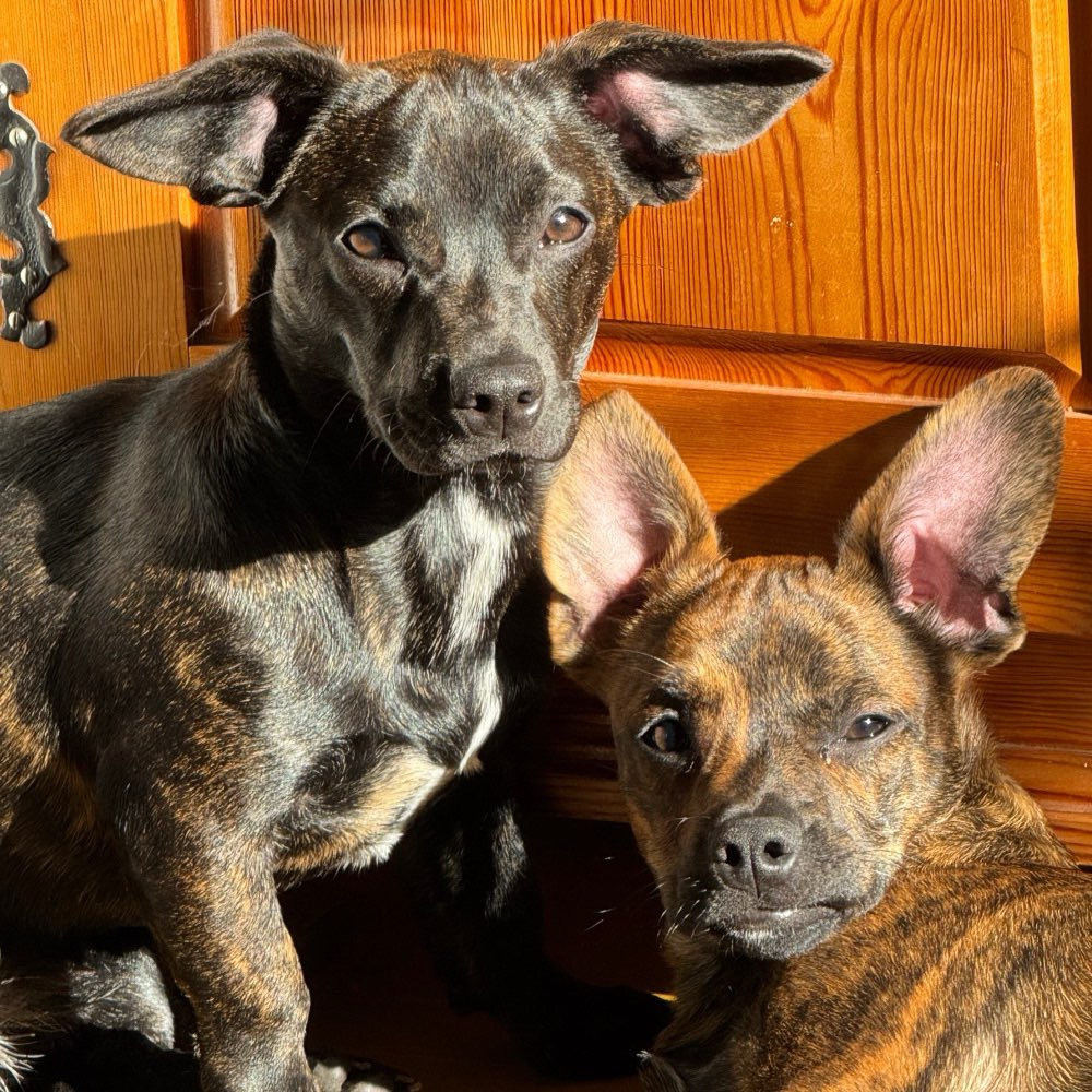 Hundetreffen-Spielkameraden und Gassi Gefährten-Profilbild