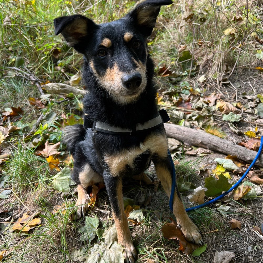 Hundetreffen-Hundetreffen in Bautzen-Profilbild