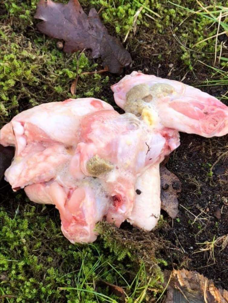 Giftköder-Mögliche Giftköder-Profilbild