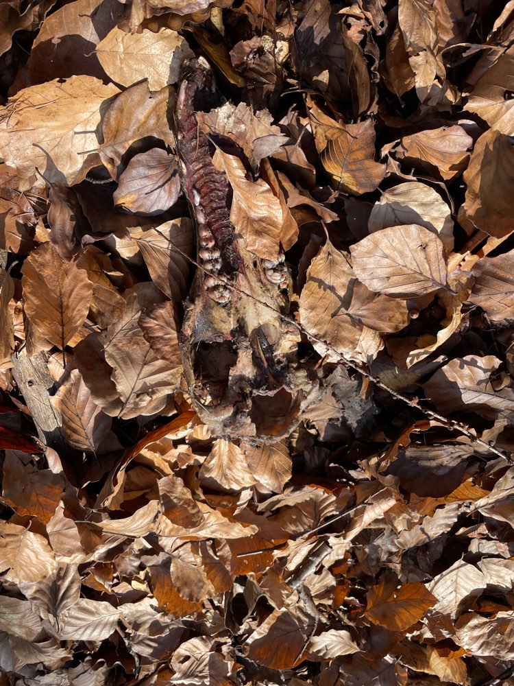 Giftköder-Reh Skelett-Profilbild