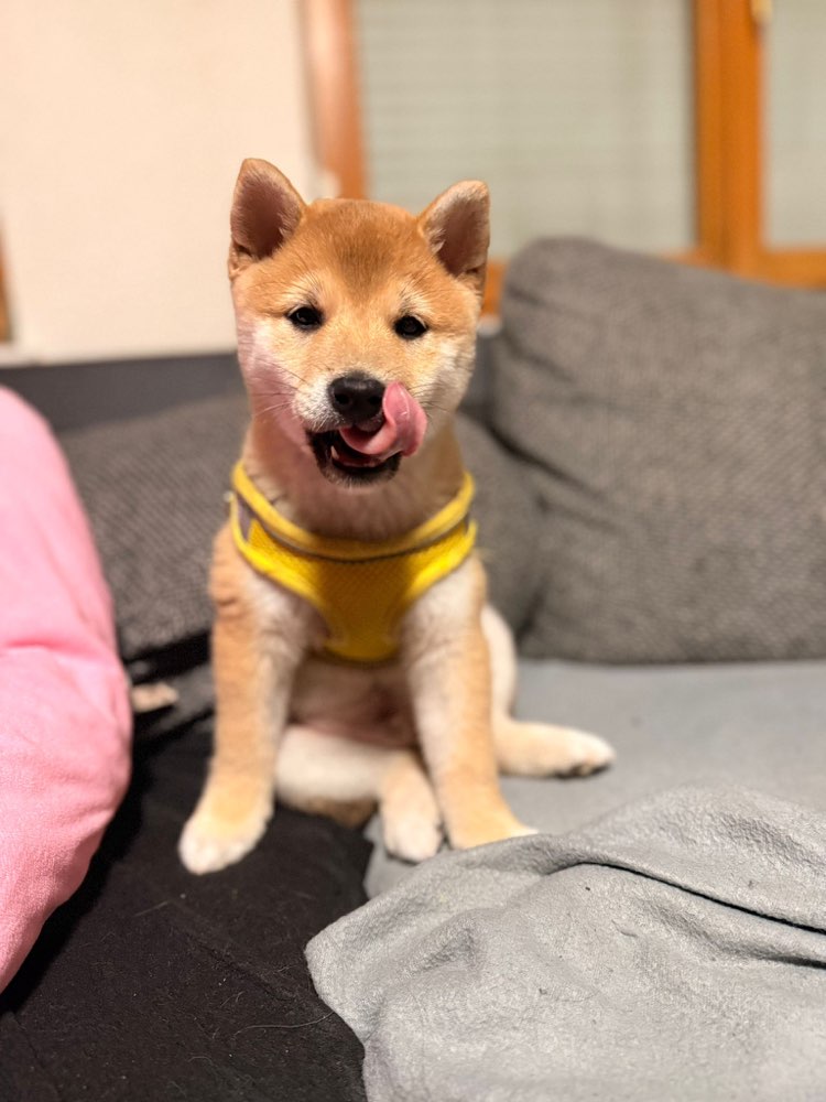 Hundetreffen-Welpentreffen/ Spazieren gehen-Profilbild