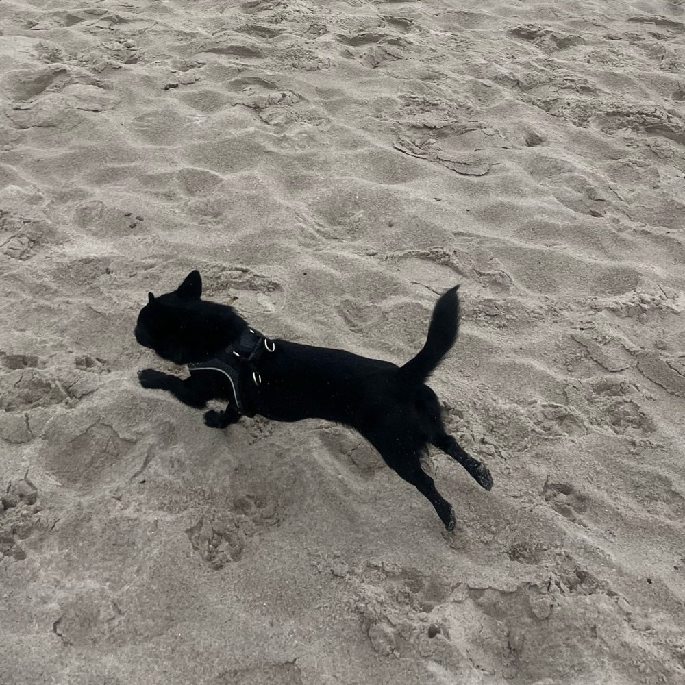 Hundetreffen-Kleine-Hunde-Treffen-Profilbild