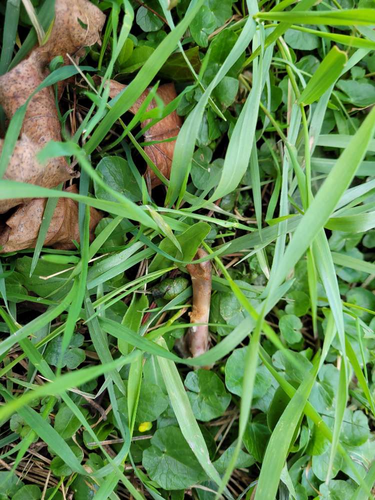 Giftköder-Geflügelknochen-Profilbild