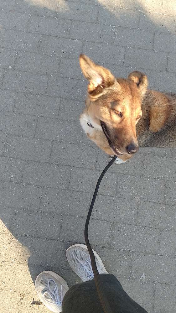 Hundetreffen-Kitzscher  August-Bebel Straße-Profilbild