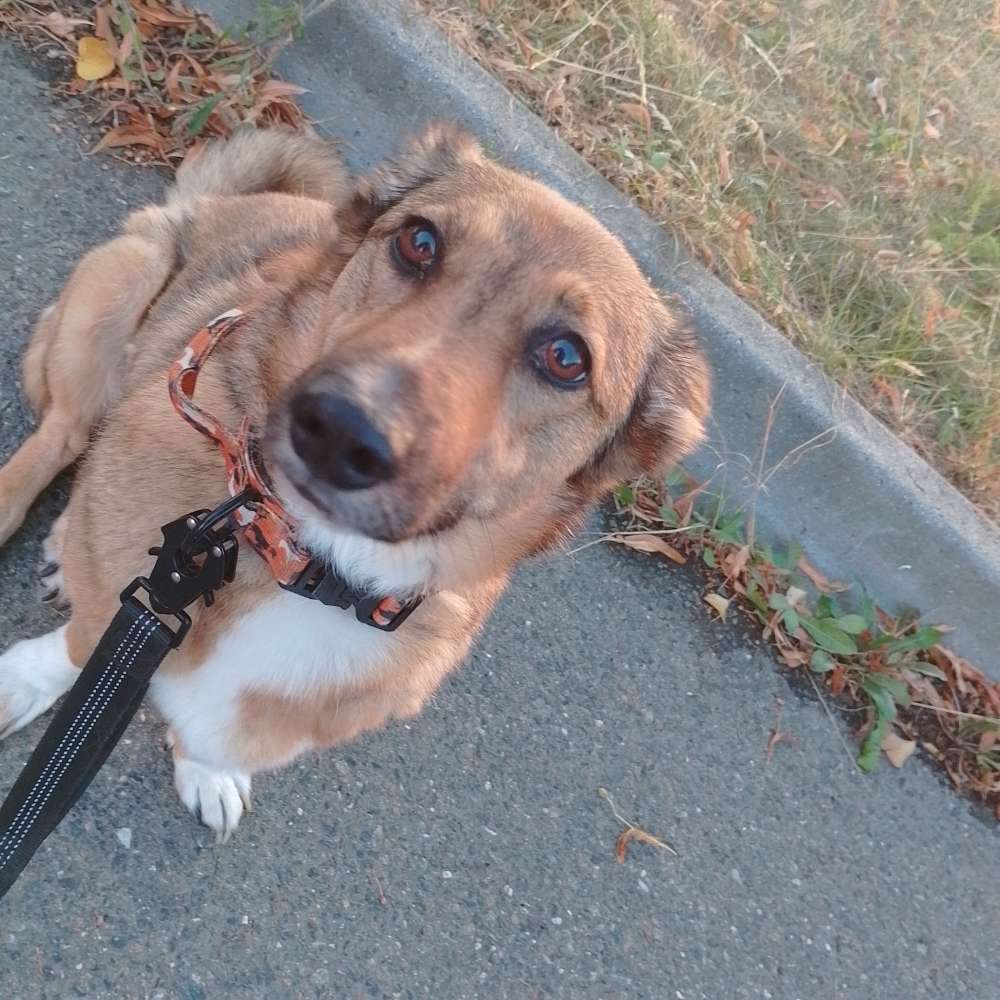 Hundetreffen-Spiele Freunde gesucht 😅🥺-Profilbild