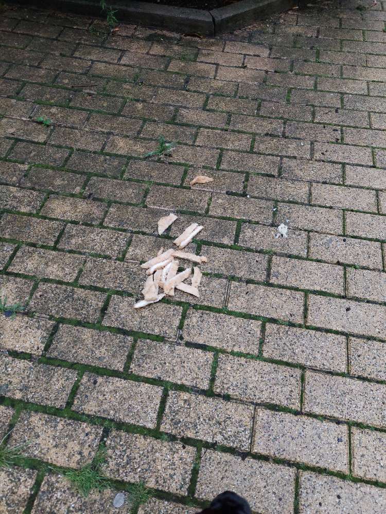 Giftköder-Giftköder-Profilbild