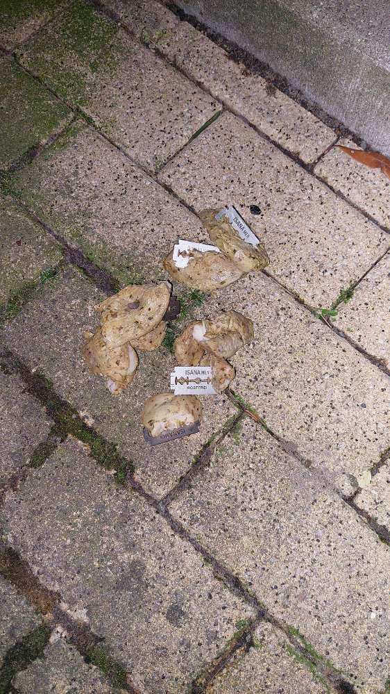 Giftköder-Fleischköder mit Rasierklingen gespickt-Profilbild