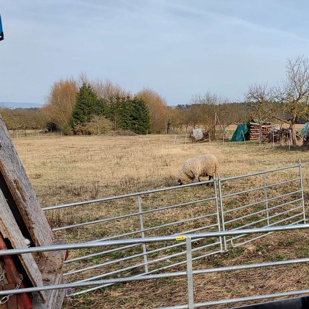 Hundetreffen-Eingezäunt Playdate-Profilbild