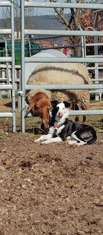 Hundetreffen-Schafe 🐑, Spielen, Gassi-Profilbild