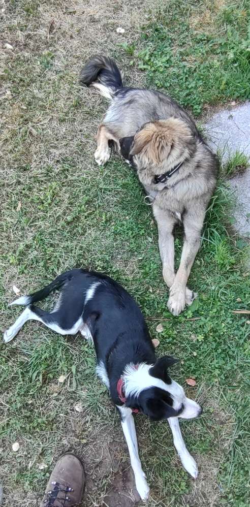 Hundetreffen-Große Hunde-Profilbild