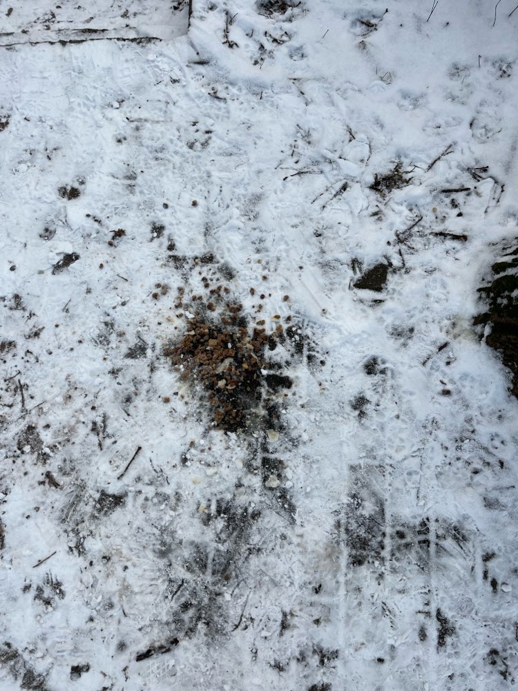 Giftköder-Verdächtiges Futter auf dem Boden-Profilbild