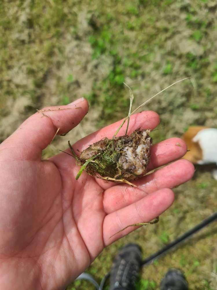 Giftköder-Grillwurst- und Brotstücke-Profilbild