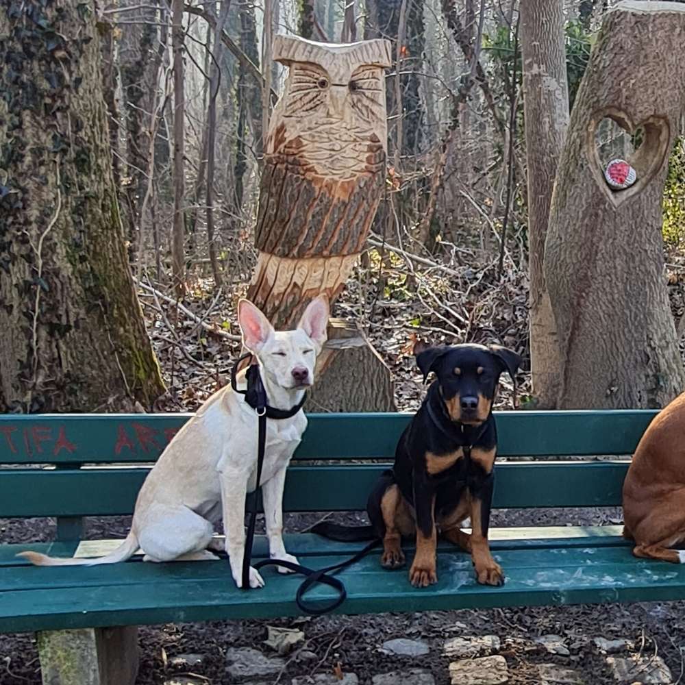 Hundetreffen-Treffen in Unterföhring oder Umgebung-Profilbild