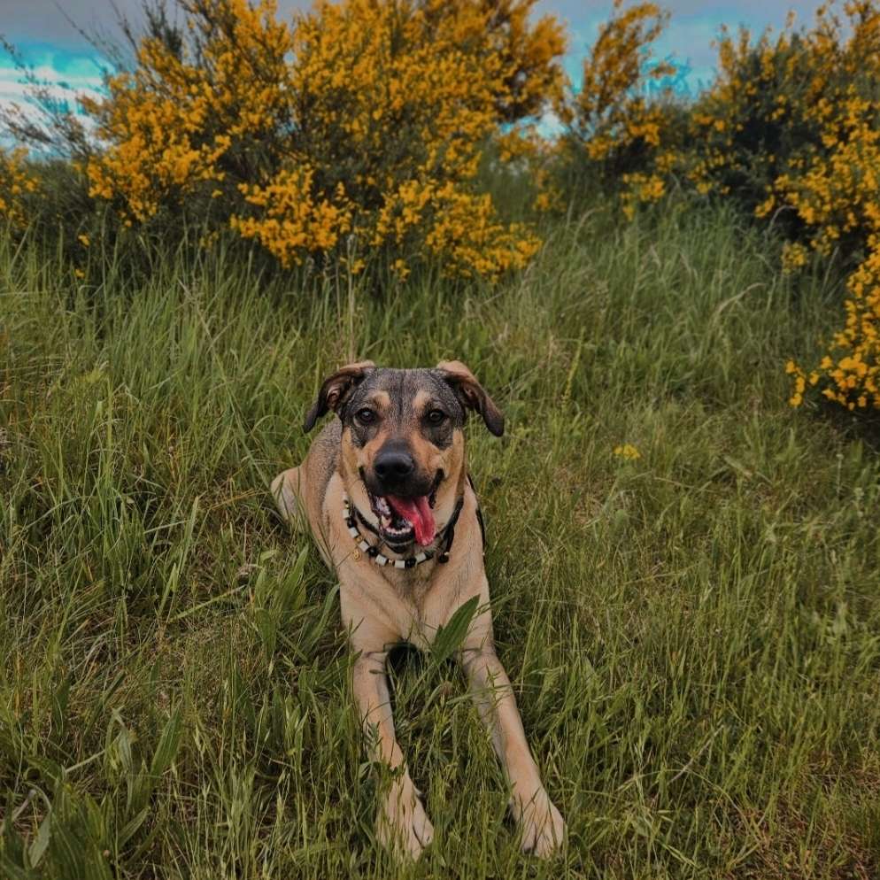 Hundetreffen-Hundefreunde, Spielgefährten, Socialwalks🥎🐶-Profilbild