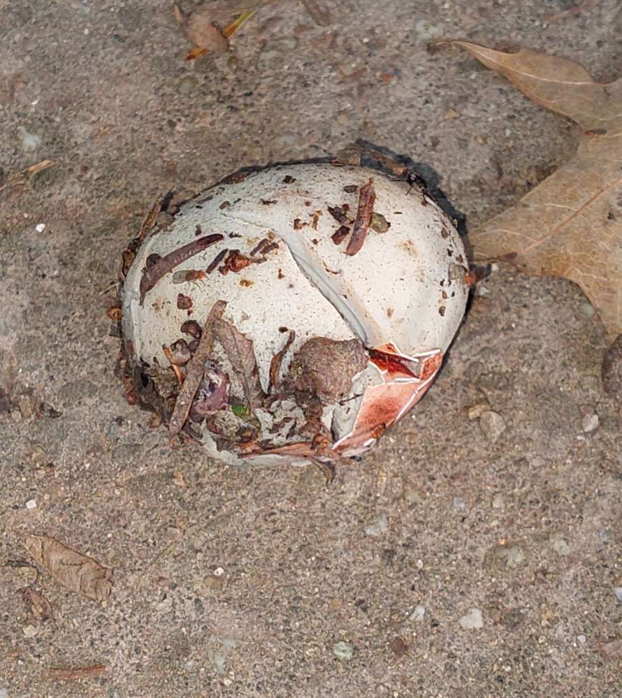 Giftköder-Giftköder-Profilbild