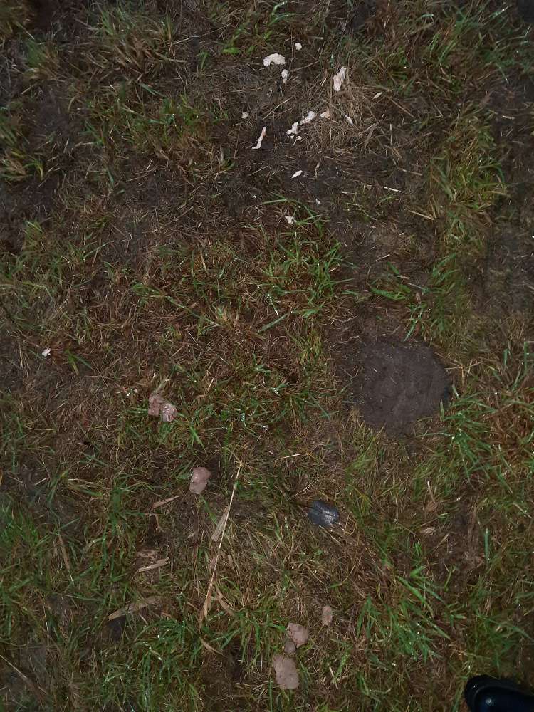 Giftköder-Ausgelegtes Fleisch!-Profilbild