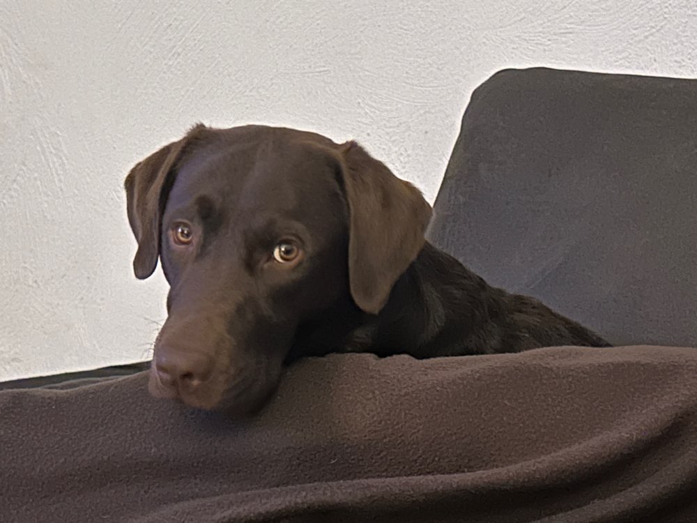 Hundetreffen-Gemeinsames Leinentraining im Hundekontakt-Profilbild